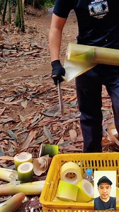 Bambu ini bisa diolah jadi makanan tepatnya sayuran, namanya bambu muda rebung. Teknik Potong rapi bambu hijau muda rebung 🎋🔪#reels #fyp #fbpro #bambu #bamboo #rebung #cutting #octoberfun #octoberchallenge #fblifesyle | Indra Hairul Mutaqin