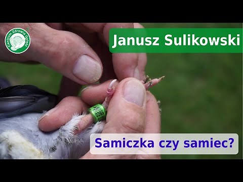 CZG Janusz Sulikowski advises how to distinguish male and female pigeons