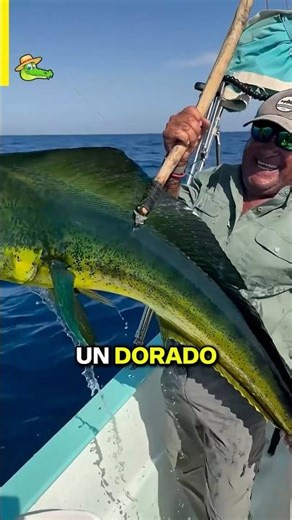 This is how you fillet a freshly caught dorado 🐟 #FunFacts #Fishing #Cooking