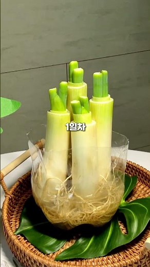 대파키우기 영상으로 보는 수경재배 방법