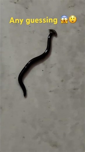 Mysterious Insect Crawling | Nature’s Hidden World #creature#shorts