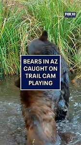 60K views · 796 reactions | SO CUTE! @staywildmedia captured two wild bears playing in some water on a trail cam south of Tucson.  #news #bears #arizona #az #fox10phoenix #tucson #wildlife #cute | FOX 10 Phoenix | Facebook