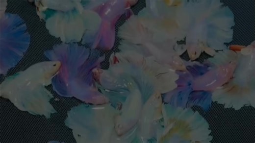 Color wheel challenge for Betta #bettafish #lovelyfish #foryou