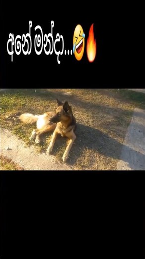 funny dog toking 🤣🔥 | සුරතලුන්ගෙ ලෝකය #animals #funnypictures #animalshorts #comedy #funny