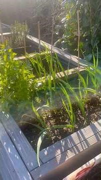 Raised bed update after winter break, part 1 #gardening #shorts