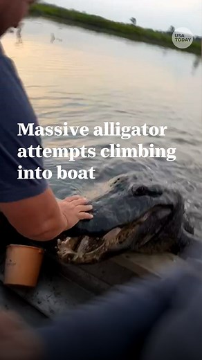 532K views · 4.1K reactions | "That's so scary!" A massive alligator in New Orleans scared passengers on boat when it tried to climb aboard. | USA TODAY | Facebook