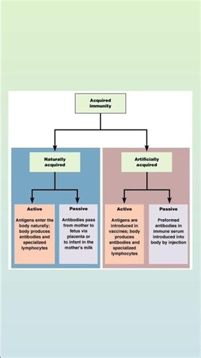 “Natural vs Artificial Immunity 💉” #ImmunityTypes #ExamPrep #Shorts #StudyShorts #Vaccine