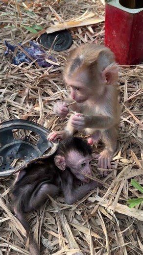 #MonkeyAdventures #MonkeyPlaying #MonkeyFunnyMoments #MonkeyFamily #MonkeyFriends
