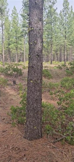 A walk in Lassen National Forest