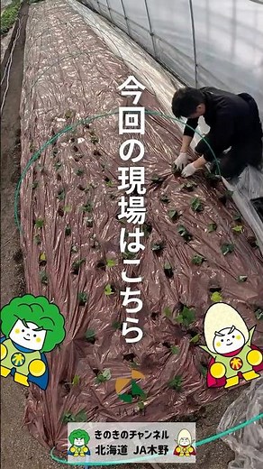 【JA木野・北海道】伸びしろ無限大！さつまいも苗