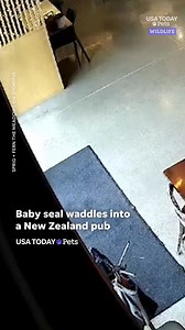 2K views · 12 reactions | A seal walks into a bar... This time for real! This seal pup got lost and wandered into a pub full of customers in New Zealand. | Springfield News-Leader | Facebook