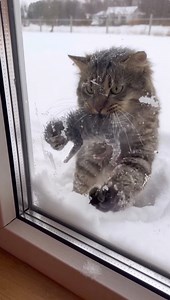 A Cat in the Snow, Asking for Help It starts with scratching at the window in the middle of winter. A cat in the snow, holding a tiny frozen kitten. The window opens, and moments later the kitten is safe inside, being gently dried while the cat stays close, watching every move. | Nicky and Friends