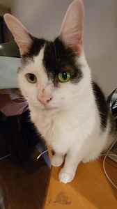 Copyright form sent in again to Facebook! Am really hoping this will finish this whole saga, because there seems to be nowhere else to go without having Admin rights on the page 😤😬! Of course gorgerous Goy - with some gravy on her face now, is taking the whole thing very seriously too 🥰 | CH Kitty Tales Ireland