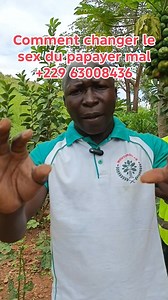 1.3M views · 17K reactions | #Comment changer le sex de votre #Papayer mal ? Le spécialiste Gilbert Kouagou MOUTIKOU vous livre ce petit secret pour tou t fins utiles ..... Moutikou Plants Benin tél : +229 63 00 84 36 e-mail : moutikouplantsbenin@gmail.com #COTONOU #PARAKOU #NATITINGOU #Ccom Moutikou Plants Benin | Moutikou Plants Benin | Facebook