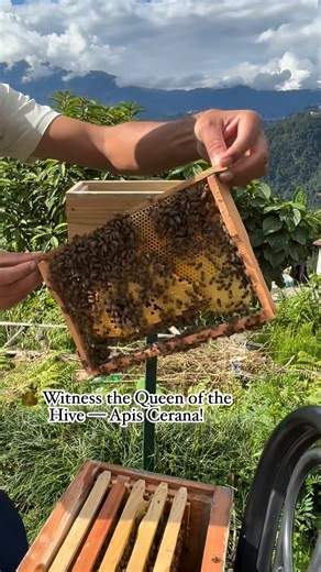 3.3K views · 91 reactions |  Witness the Queen of the Hive — Apis...