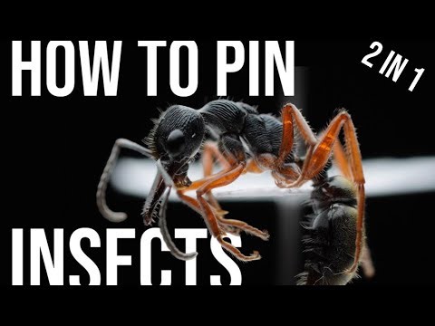 Ultimate Guide to pinning insects - 2 in 1 tutorial