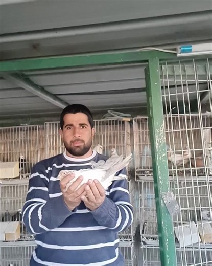 Amazing Parlor Pigeon Rollers and Tumblers