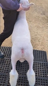 Knepper Farms 26019 registered Dorset ram, selling on the IL Dorset Assoc sale 4/3 #dorsetsheep