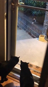 1.1M views · 209 shares | When a guy starts running his mouth after he is already in his car with the windows up. Funny Videos Want to be featured? Message us videos you filmed to be featured on the page! | Funny Videos | Facebook