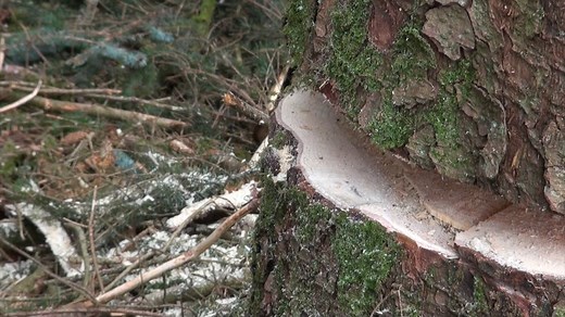 Ram Wedge Hydraulic Felling Wedge