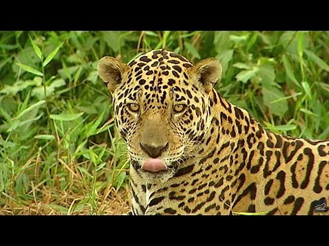 Conflicts in the Jungle - Conflicts in Nature