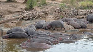 Hippos or Hippopotamus (Hippopotamus amphibius) at Hippo Pool in Serengeti National Park, UNESCO world heritage site, Tanzania, Africa