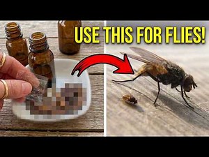 How To Get Rid Of House Flies (4 Simple Steps)