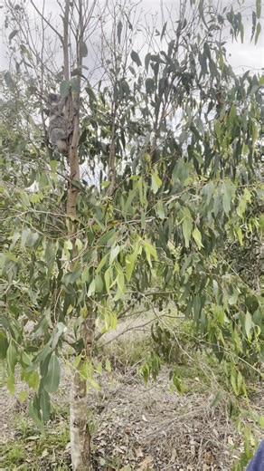 Just last week while planting more trees on a property in Clovass planted in September 2022 thanks to funding by WWF-Australia Regenerate Australia, our wonderful contractor Seamus Faithfull from East Coast Bush Regeneration came across a koala in the planting!! How wonderful, this is the 3rd koala who has been spotted in the planting area during maintenance runs and even more exciting Seamus spotted another 6 koalas up the hill in established koala trees!!! That is total of 7 koalas on one day!