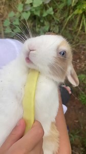 The rabbit loves to eat vegetables from the garden | CookingwithSammy