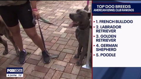 Top dog breeds released by American Kennel Club