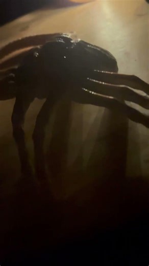 Alien facehugger 1/4 #alien