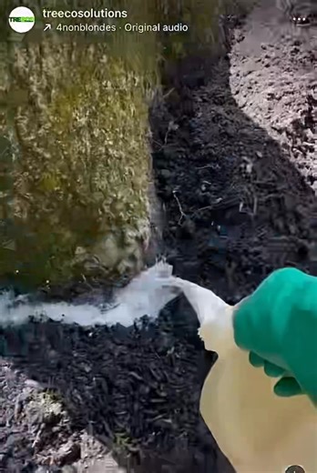 🎃 Licensed Tree Expert: -Lawn Aeration -Fall Tree & Shrub Fertilization -Tree Removal & Stump Grinding -Shrub Shaping & Landscape Clean-up -Expert Planting 📲 To schedule a free consultation call us at (732) 261-0277 or visit us on the web at TreecoSolutions.com #TreecoSolutions #LawnCare #TreeCare #Landscaping | Treeco Solutions - Expert Arborist