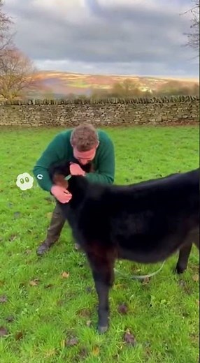 Tiny Irish Dexter Cow Plays With Man Who Feeds Her Daily — Cutest Farm Moment Ever 🐄❤️