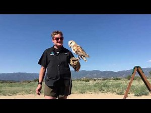 Barn Owl Flight Demonstration