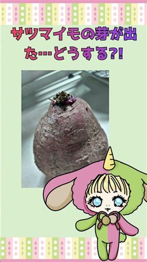 サツマイモの芽に毒はある？