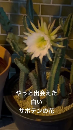 今年の夏を彩ってくれた新事務所横のサボテンの花。ピンクの花は何度か満開を楽しませてもらった。でも、白い花が開いた時とは遭遇せず。今日はじめて夜に最大に開いた白いサボテンの花と出会うことができた。