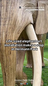 1.3K views · 694 reactions | “The Great Elephant Migration”, an art installation depicting a herd of 100 elephants, is takeover The Commons at Hermann Park this month. Visitors can witness the splendor of life-sized elephants during the park’s operating hours between 6 a.m. and 11 p.m. At about 11:50 a.m. Thursday, a crowd surrounded the art installation, many visitors posed for a photo in awe of the elephant replicas. | Houston Public Media | Facebook