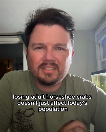 Horseshoe Crab Fact of the Day - 29