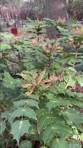 Mahonia Bealei blooming in January