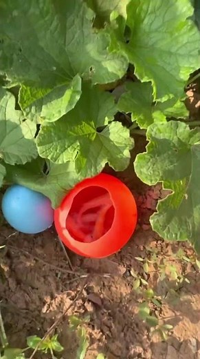 Tiny Fish So Cute You’ll Smile Instantly 🥹🐠 #fishvideo #funny #aquaticpets
