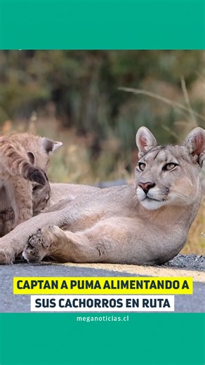 Puma alimentando cachorros en ruta a Torres del Paine