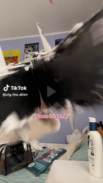 jail is jail! #fyp #dragonpuppet #viral #dragonpuppets #fypシ #relatable #dragonpuppet😻❤️🐲🐉 #paperdragon #paperdragonpuppet