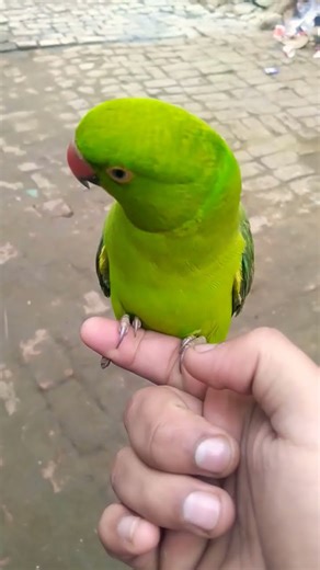 Parrots Training Tips # 3 #parrot #minivlog #shorts