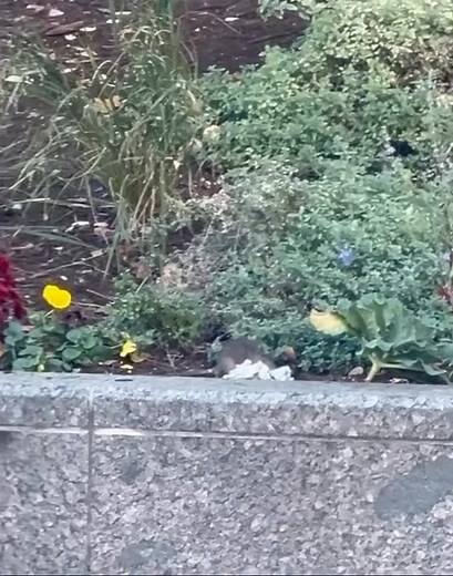 RAT INFESTATION: Van Der Donck park filling by more with rats each day In the early mornings can see up to 10 at a time rummaging around the open. What is the City of Yonkers doing to reduce this? Those rats are almost as big as cats. | Yonkers Voice News