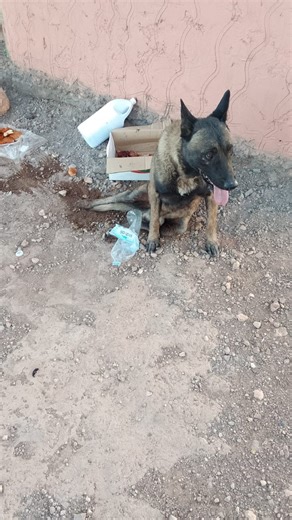 Disabled Animal Rescue and Sanctuary (DARS) on Instagram: "We received a plea for help about another paralyzed Malinois in urgent need of rescue. He was found in the middle of nowhere in Tinghir. We’re preparing to welcome this sweet soul to DARS and will soon share more about his rescue and why we’re able to take him in. For now, our main priority is raising funds to cover his vet care once he arrives. Every contribution makes a real difference — please consider donating to help give him the ca