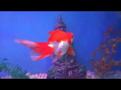 Fantail Goldfish - Ornamental Goldfish