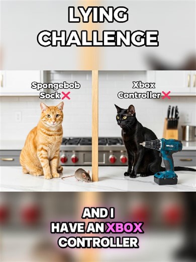 Hilarious Cat Moments Without a Spongebob Sock