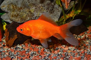How to Take Care of Goldfish: Vet Approved Beginner’s Guide | Hepper Pet Resources