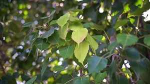 clip-1094567349-close-up-ficus-religiosa-pipal-tree