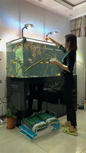 Best feeding time for Angelfish 🔥